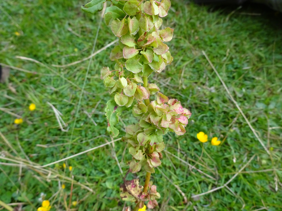 Rumex aquitanicus (Polygonaceae)
